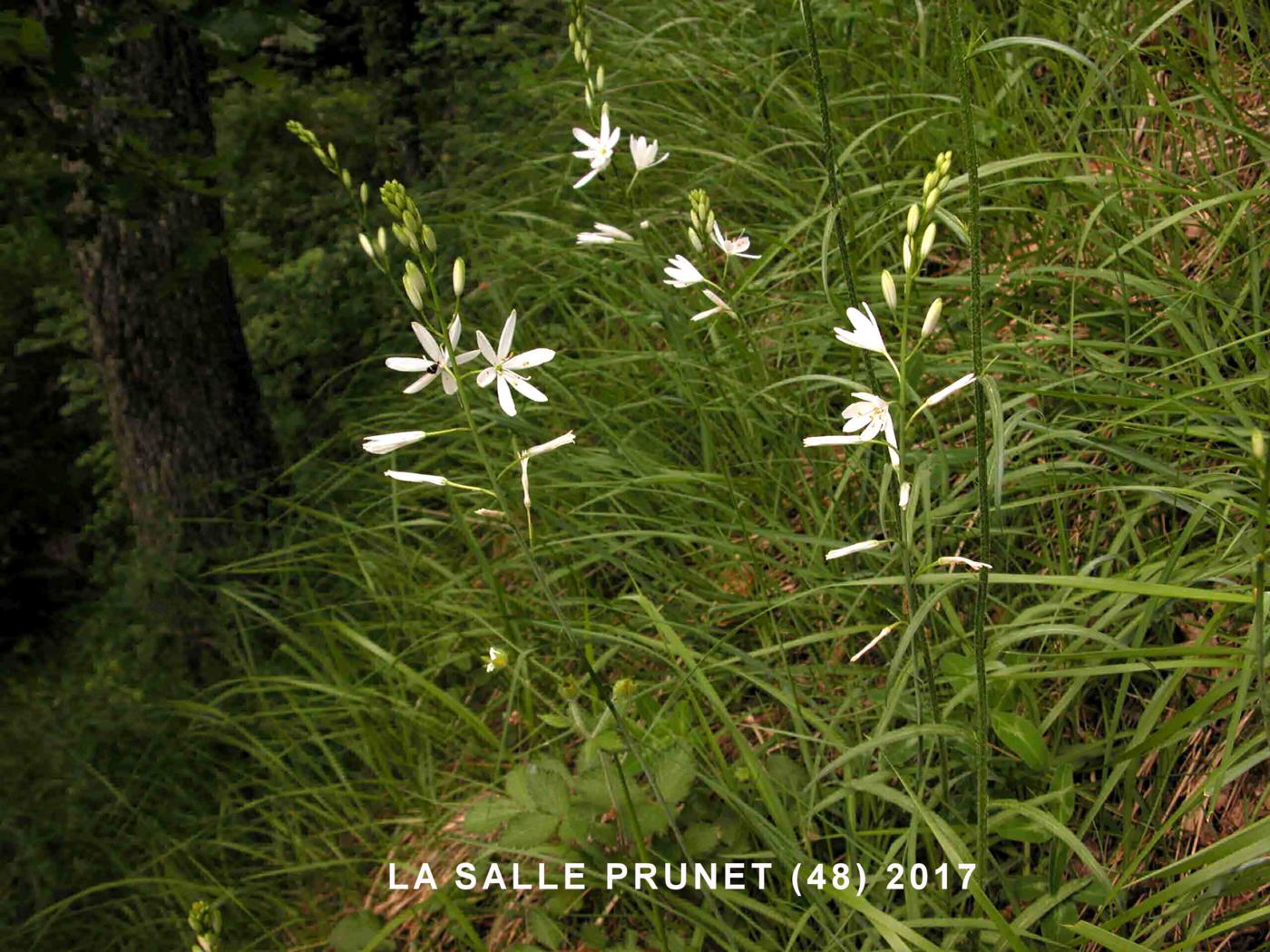 St.Bernard's Lily plant